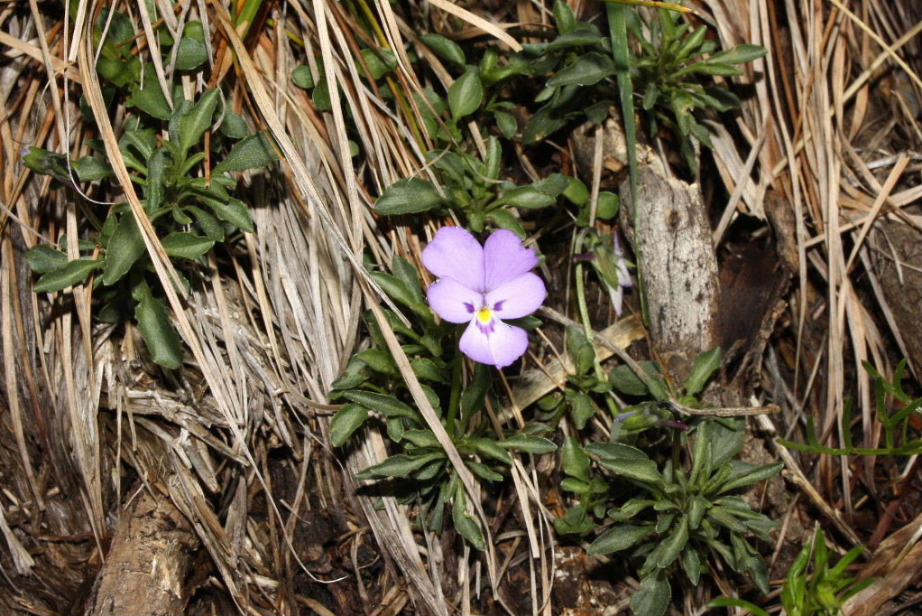 Viola valderia / Viola di Valdieri
